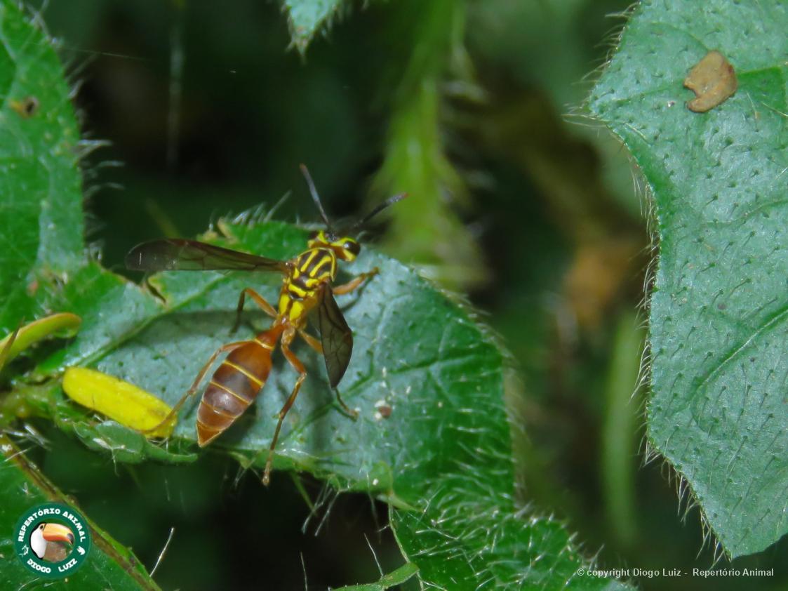 Polybia sp Biofaces Bring Nature Closer