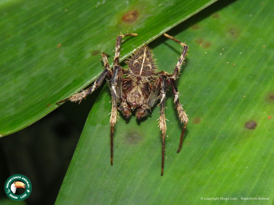 Eriophora sp Biofaces Bring Nature Closer