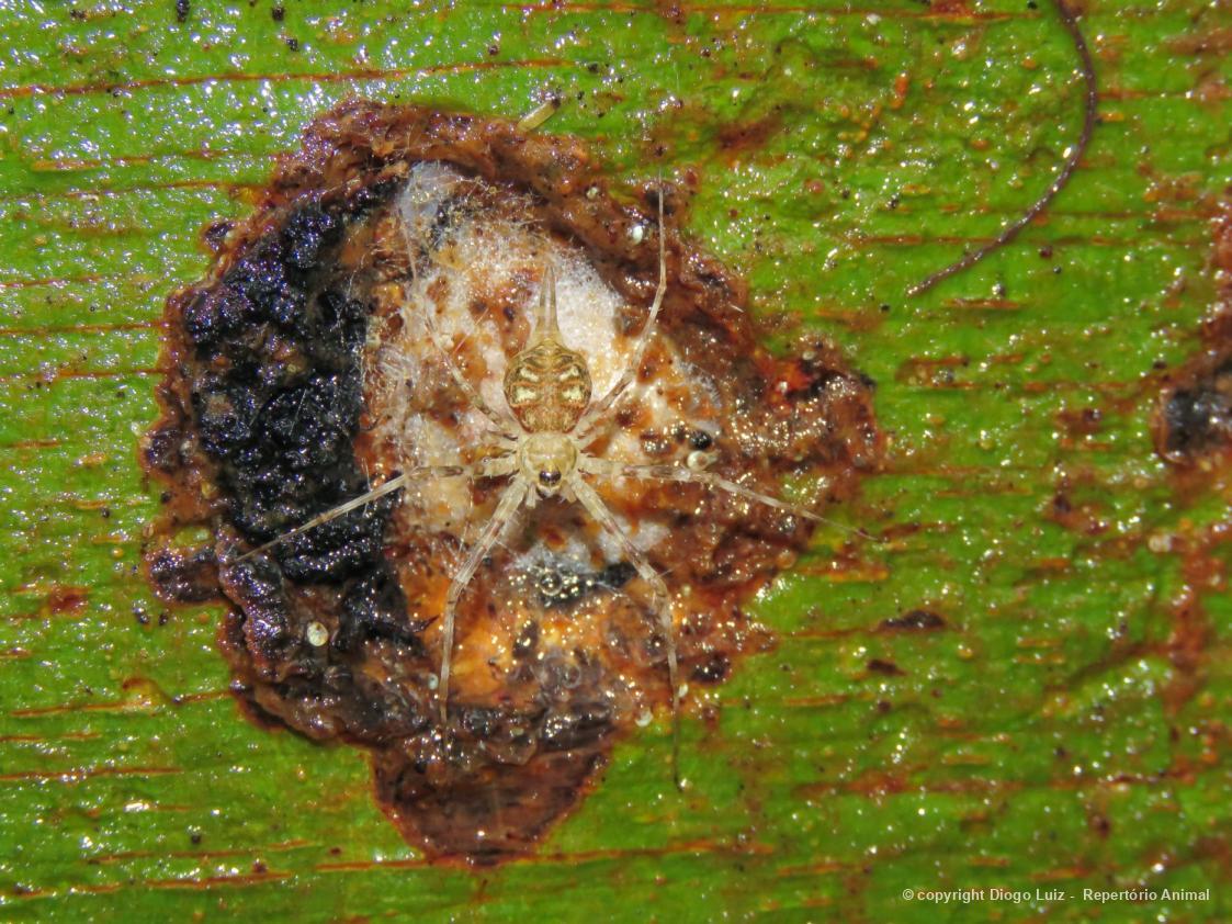 Hersilia sp Hersiliidae Biofaces Bring Nature Closer