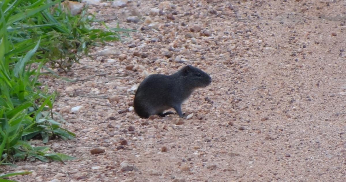 Cavia aperea [Least Concern] Biofaces Bring Nature Closer