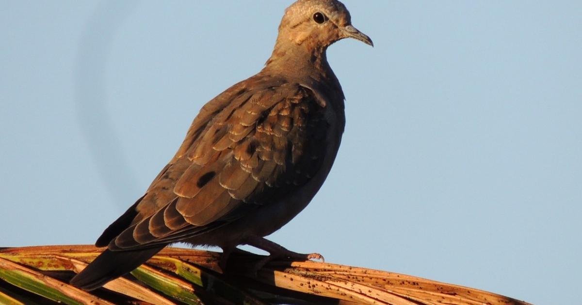 Zenaida auriculata [Least Concern] Biofaces Bring Nature Closer