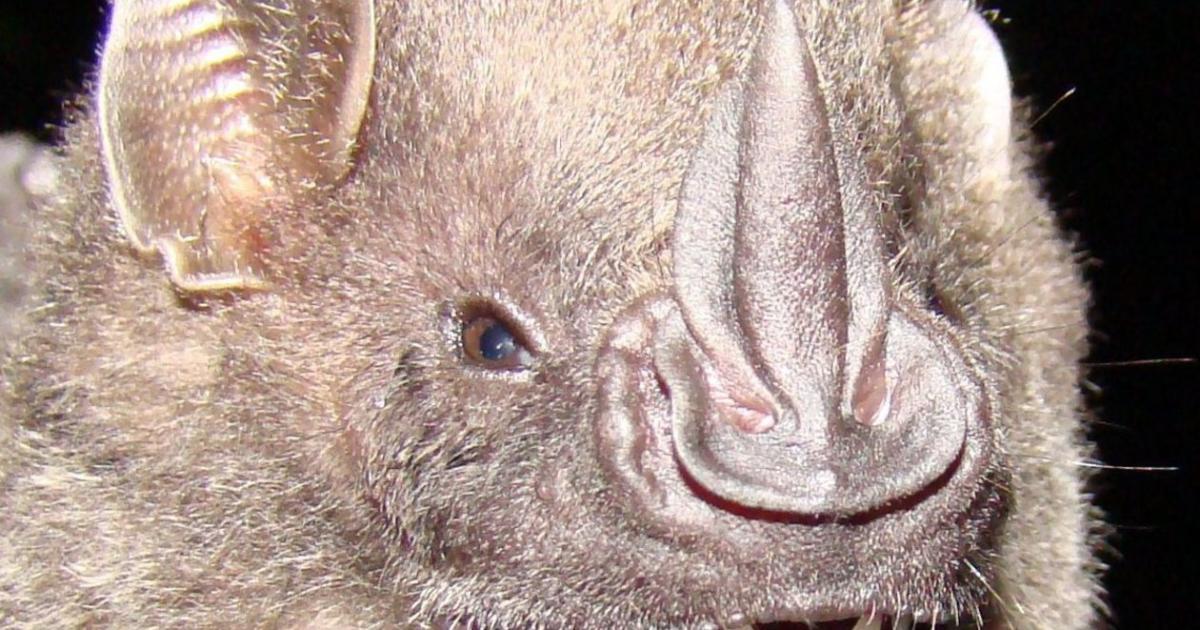 Artibeus obscurus [Least Concern] Biofaces Bring Nature Closer