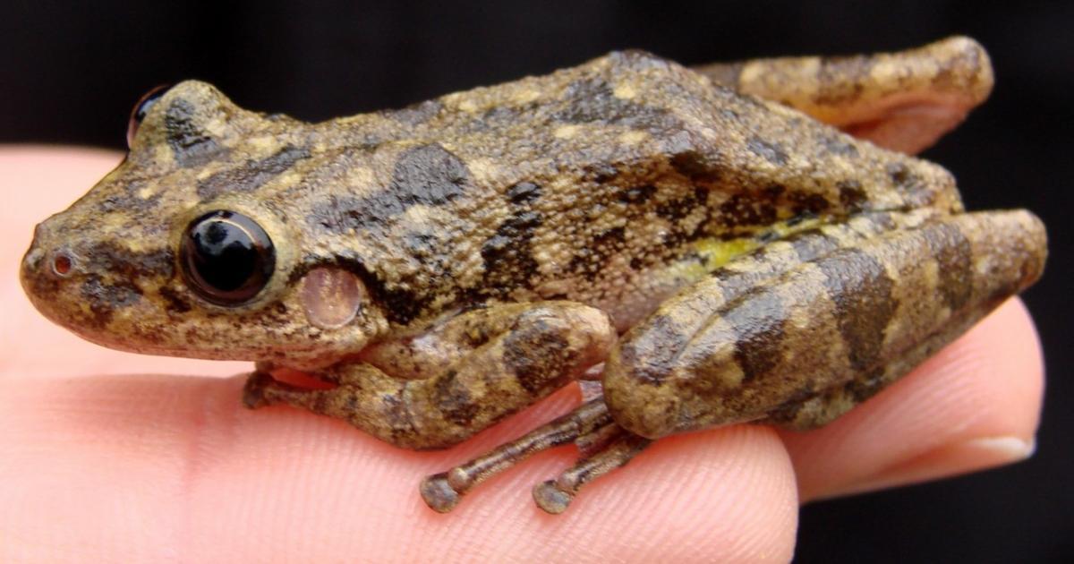 Scinax fuscovarius [Least Concern] Biofaces Bring Nature Closer