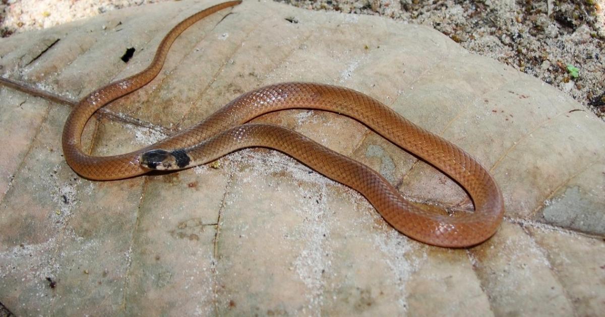 Tantilla melanocephala [Not evaluated] Biofaces Bring Nature Closer