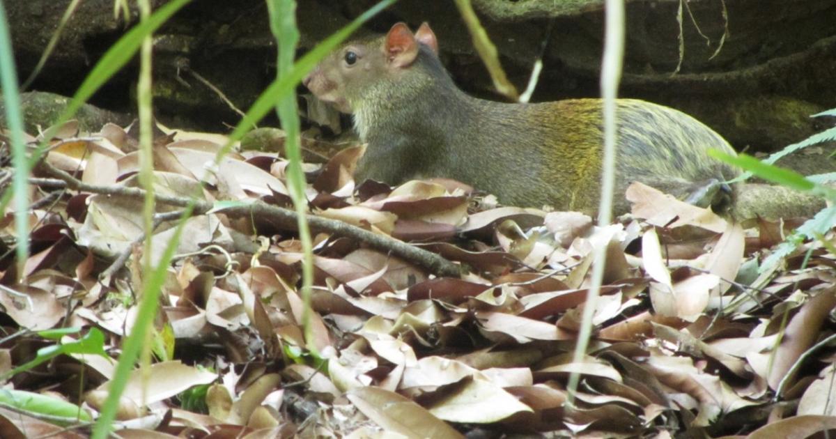 Dasyprocta punctata [Least Concern] Biofaces Bring Nature Closer