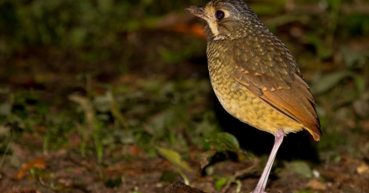 Grallaria varia [Least Concern] Biofaces Bring Nature Closer