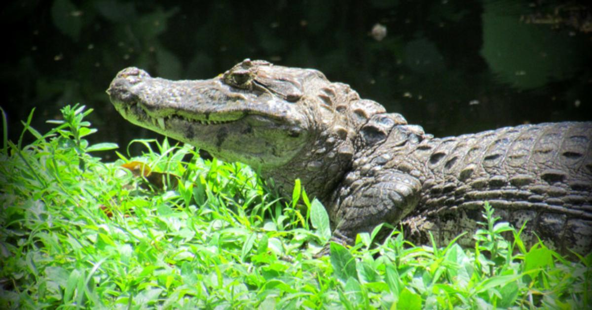 Spectacled caiman - Biofaces - Bring Nature Closer