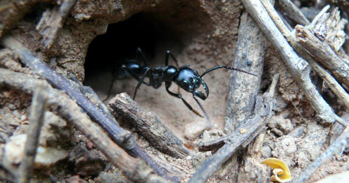 Dinoponera quadriceps [Not evaluated] Biofaces Bring Nature Closer