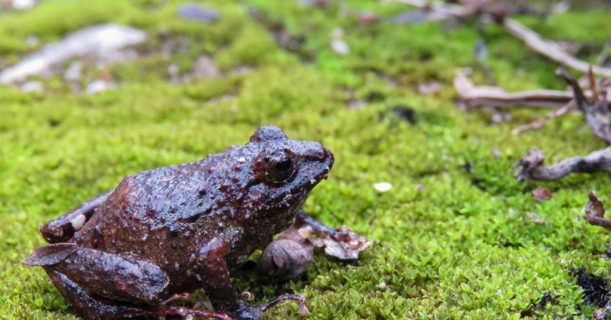 Ischnocnema holti [Data deficient] Biofaces Bring Nature Closer