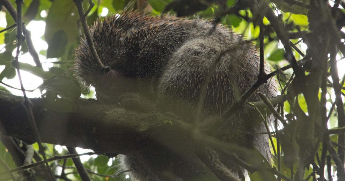 Coendou speratus [Not evaluated] Biofaces Bring Nature Closer