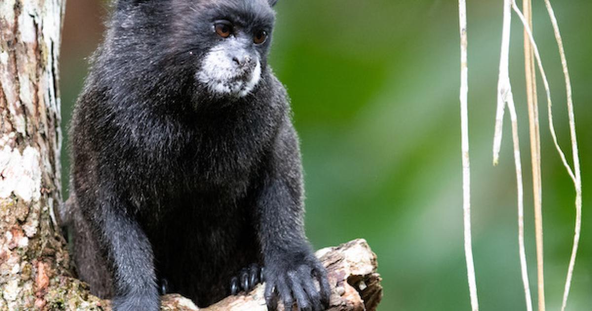 Saguinus nigricollis [Least Concern] Biofaces Bring Nature Closer