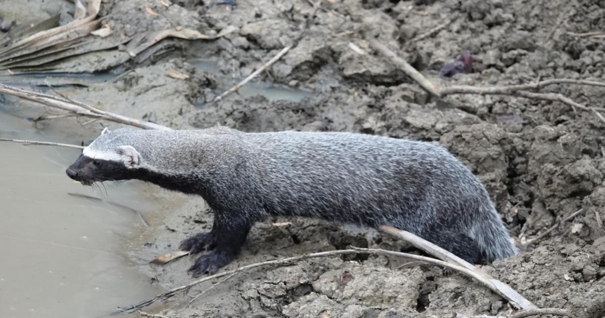 Galictis vittata [Least Concern] Biofaces Bring Nature Closer