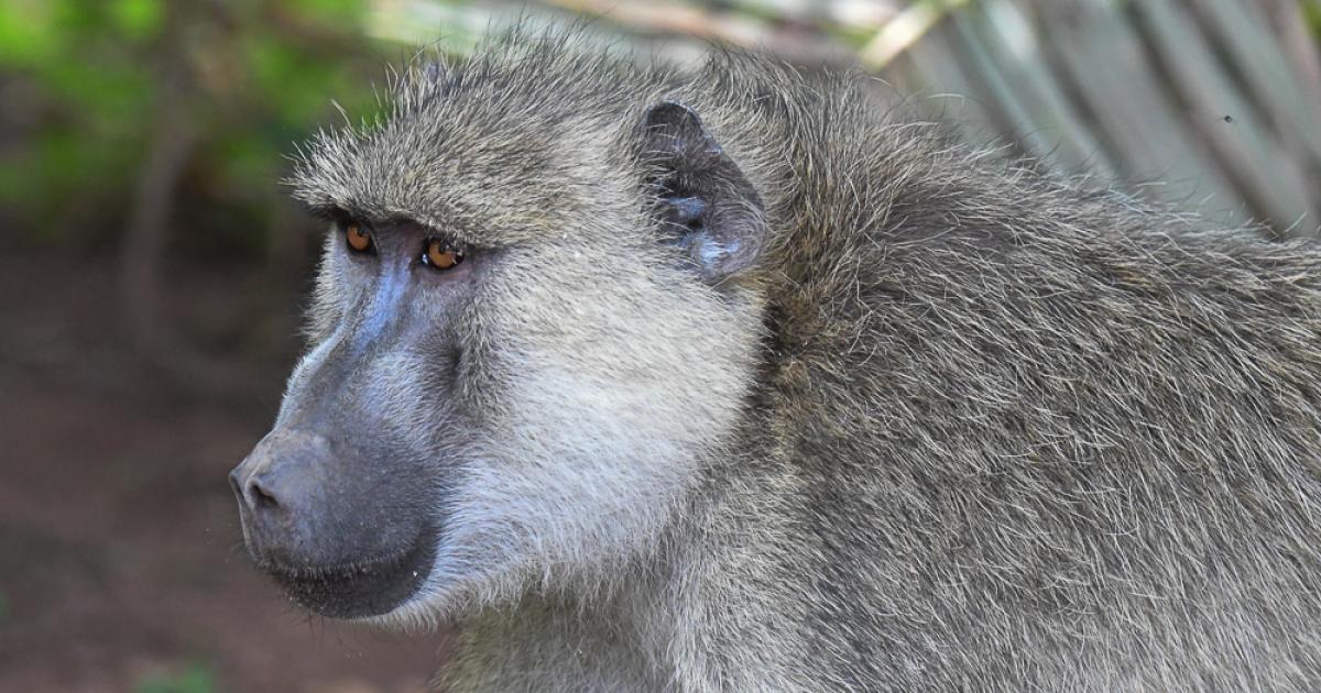 Papio cynocephalus [Least Concern] Biofaces Bring Nature Closer