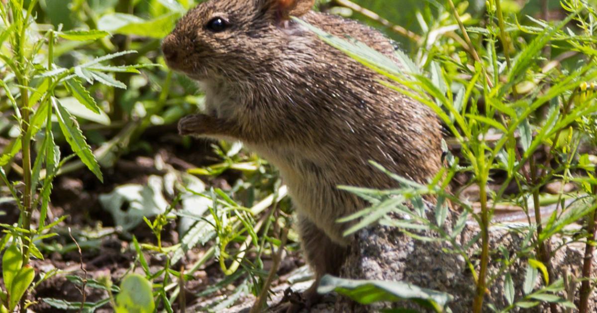 Arvicanthis niloticus [Least Concern] Biofaces Bring Nature Closer