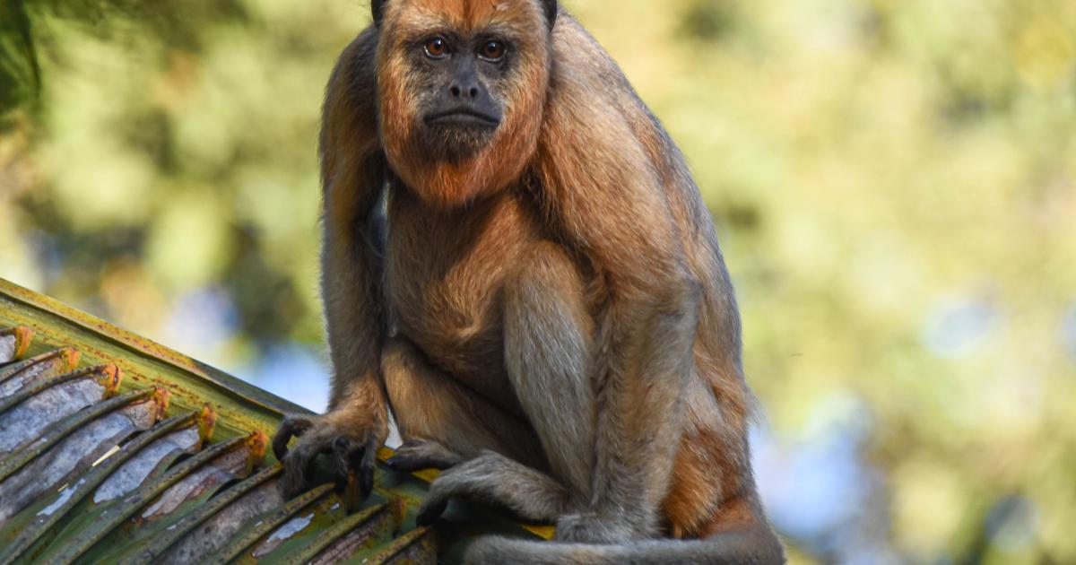 BUGIO Biofaces Bring Nature Closer