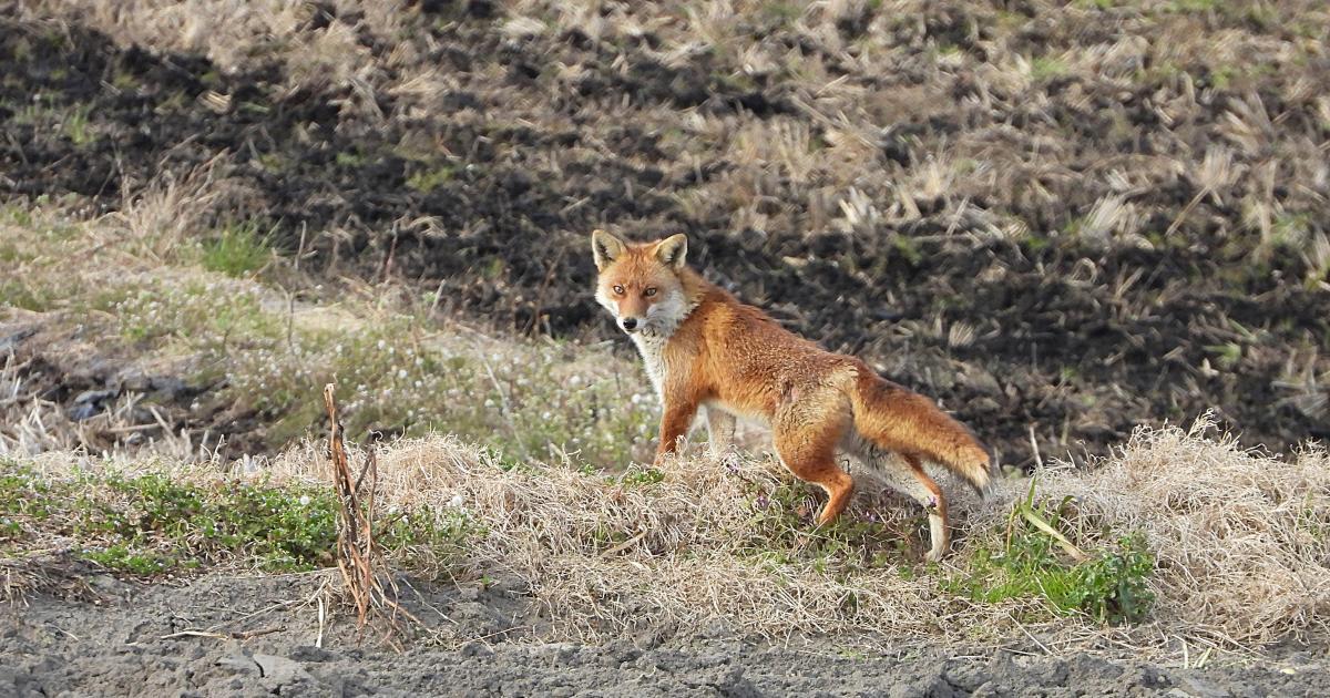 Vulpes vulpes - Biofaces - Bring Nature Closer