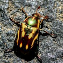 Rutela Lineola Besouro Da Roseira Linnaeus 1767 Biofaces Bring Nature Closer Rutela lineola is a beetle commonly found in brazil. biofaces