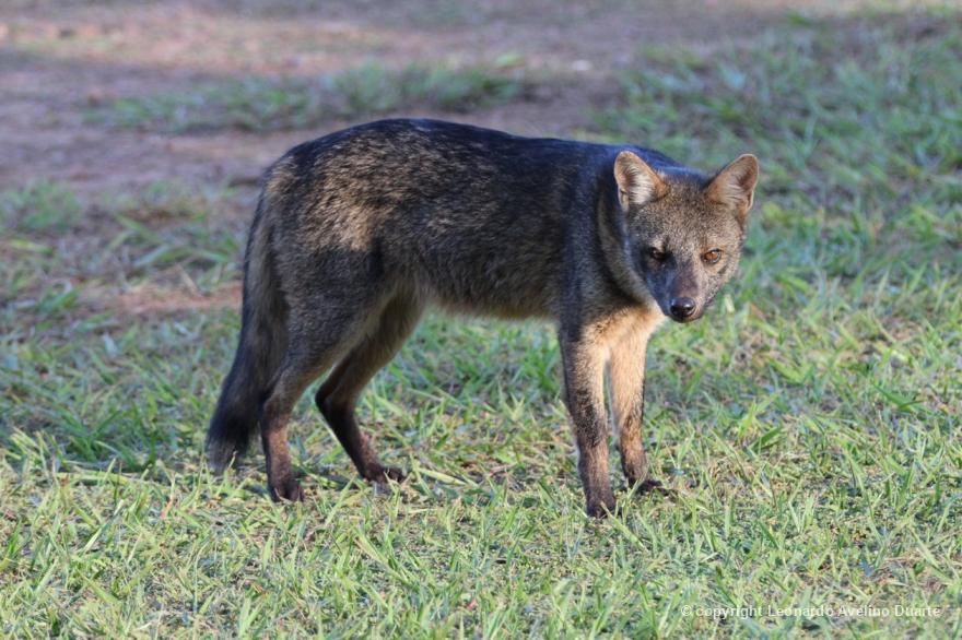 CachorrodoMato 940 Biofaces Bring Nature Closer