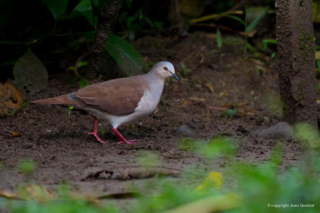 Leptotila 45996 Biofaces Bring Nature Closer