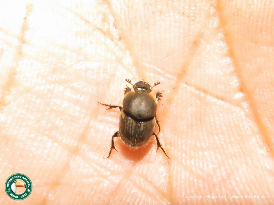 Onthophagus 177305 Biofaces Bring Nature Closer