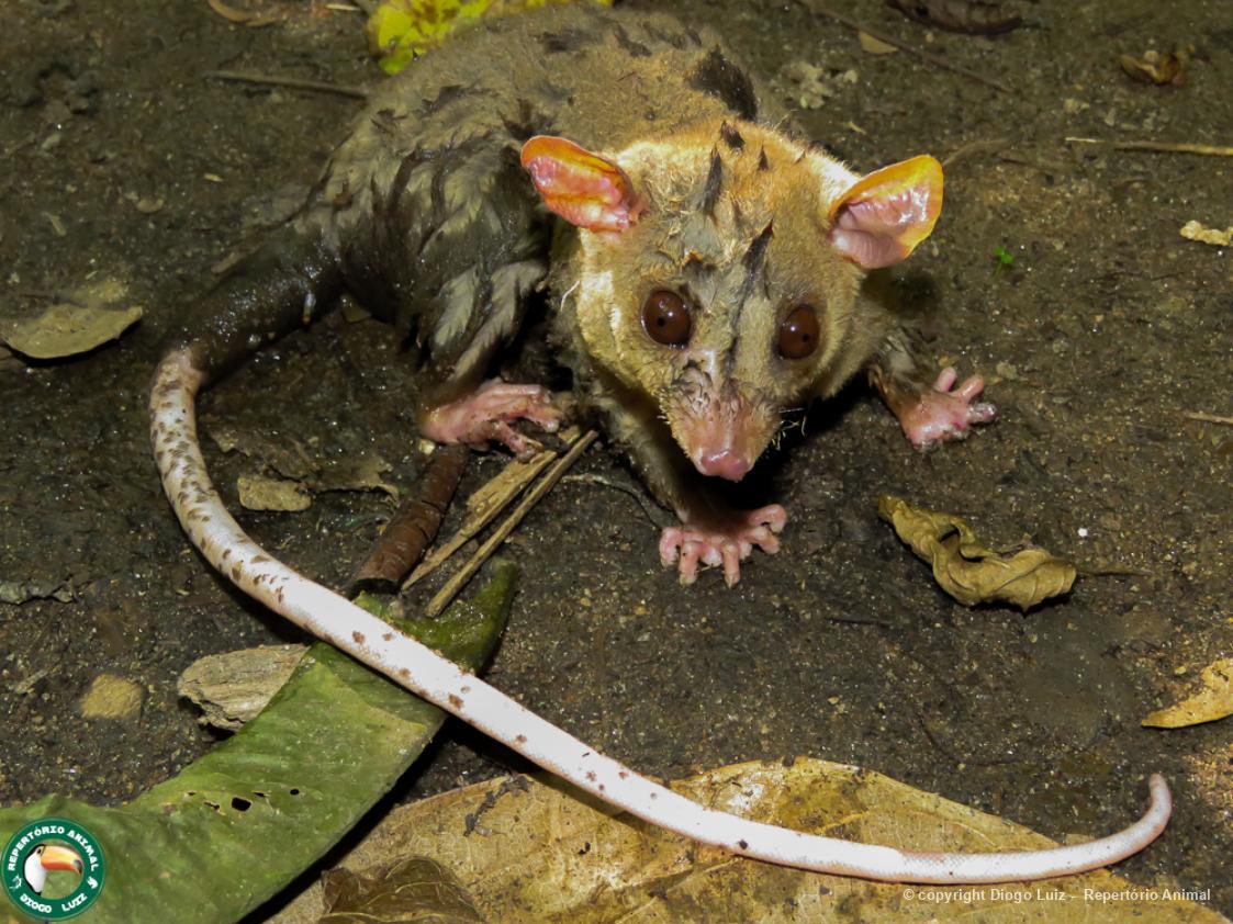 Caluromys 62014 Biofaces Bring Nature Closer