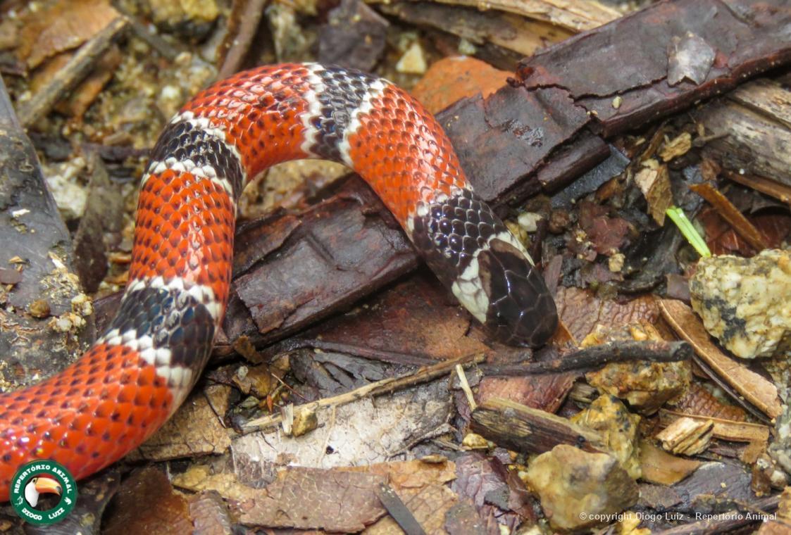Micrurus 111198 Biofaces Bring Nature Closer