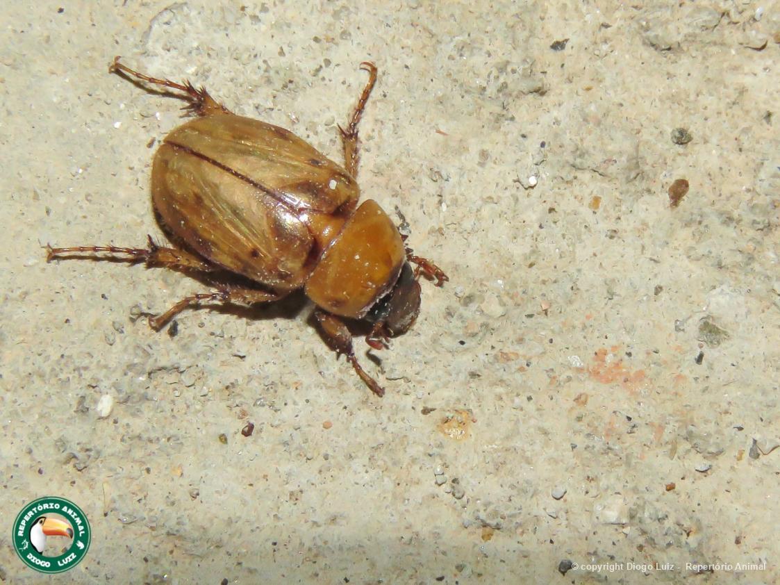 Cyclocephala 162710 Biofaces Bring Nature Closer