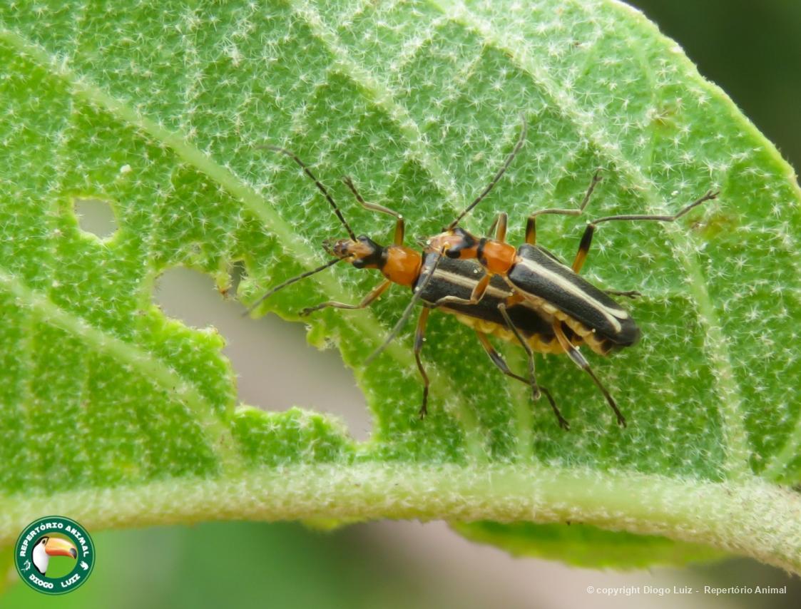 Chauliognathus 178642 Biofaces Bring Nature Closer