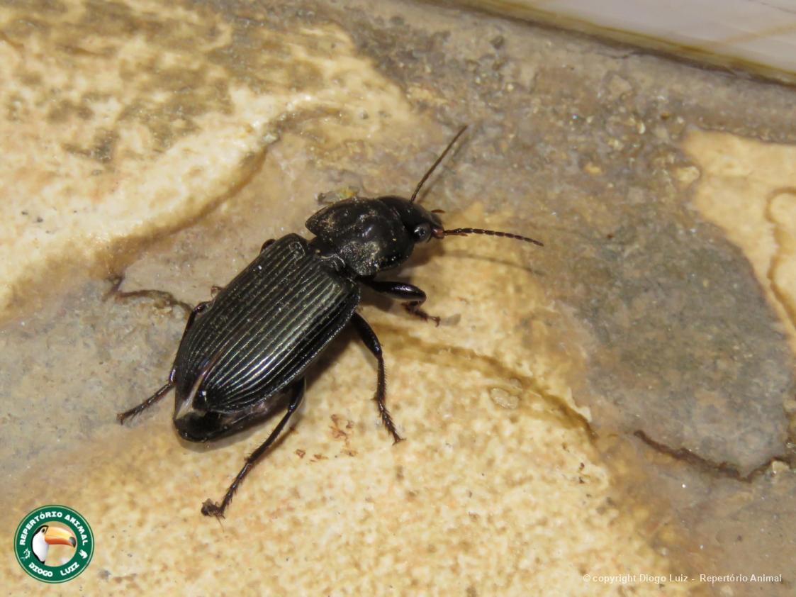 Harpalus 179374 Biofaces Bring Nature Closer