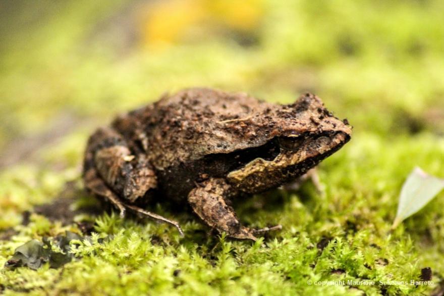 Physalaemus 48342 Biofaces Bring Nature Closer
