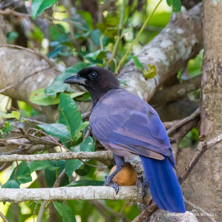 CYANOCORAX 270876 Biofaces Bring Nature Closer