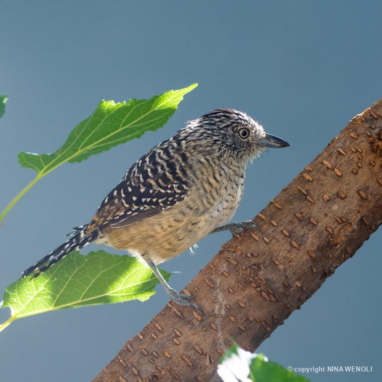 THAMNOPHILUS 273014 Biofaces Bring Nature Closer