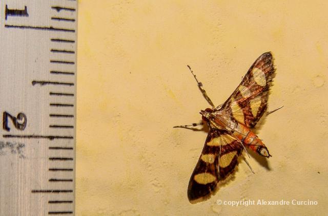 Biofaces Bring Nature Closer