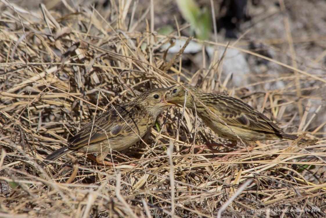 Anthus 205143 Biofaces Bring Nature Closer