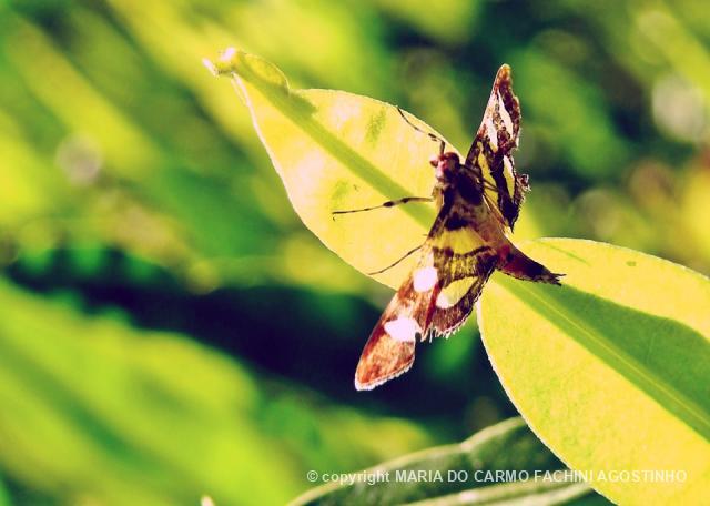 Biofaces Bring Nature Closer