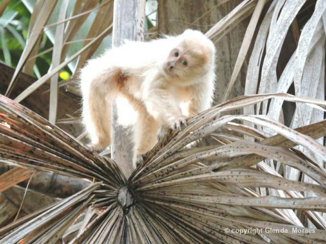 macaco Albino>>>>>>