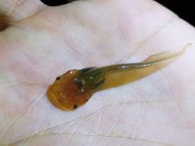 Pipa carvalhoi 6282 Biofaces Bring Nature Closer