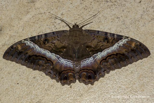 Biofaces Bring Nature Closer Последние твиты от mariposa que vota no lula (@mariposa_bruxa). biofaces bring nature closer