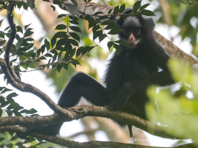 Animais fantásticos e onde habitam: Macaco-aranha-da-cara-branca