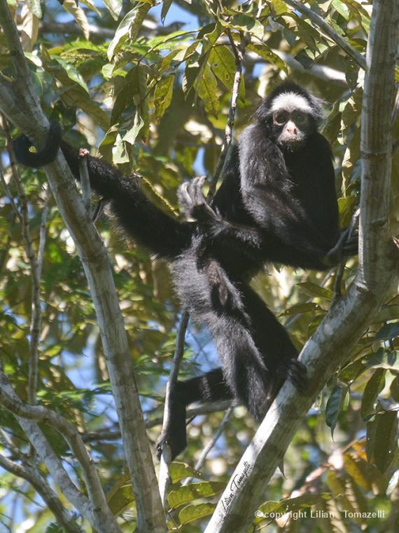 Animais fantásticos e onde habitam: Macaco-aranha-da-cara-branca