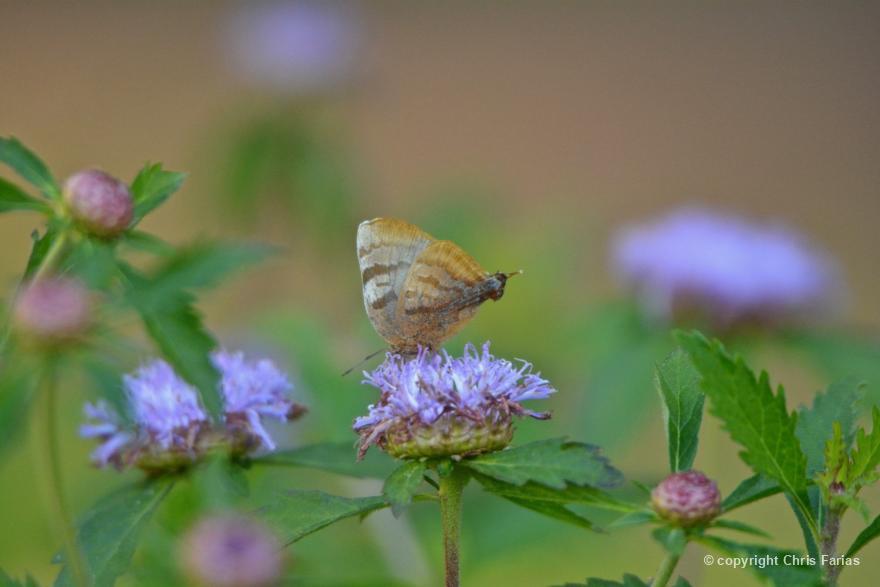 Download Borda heath For Free