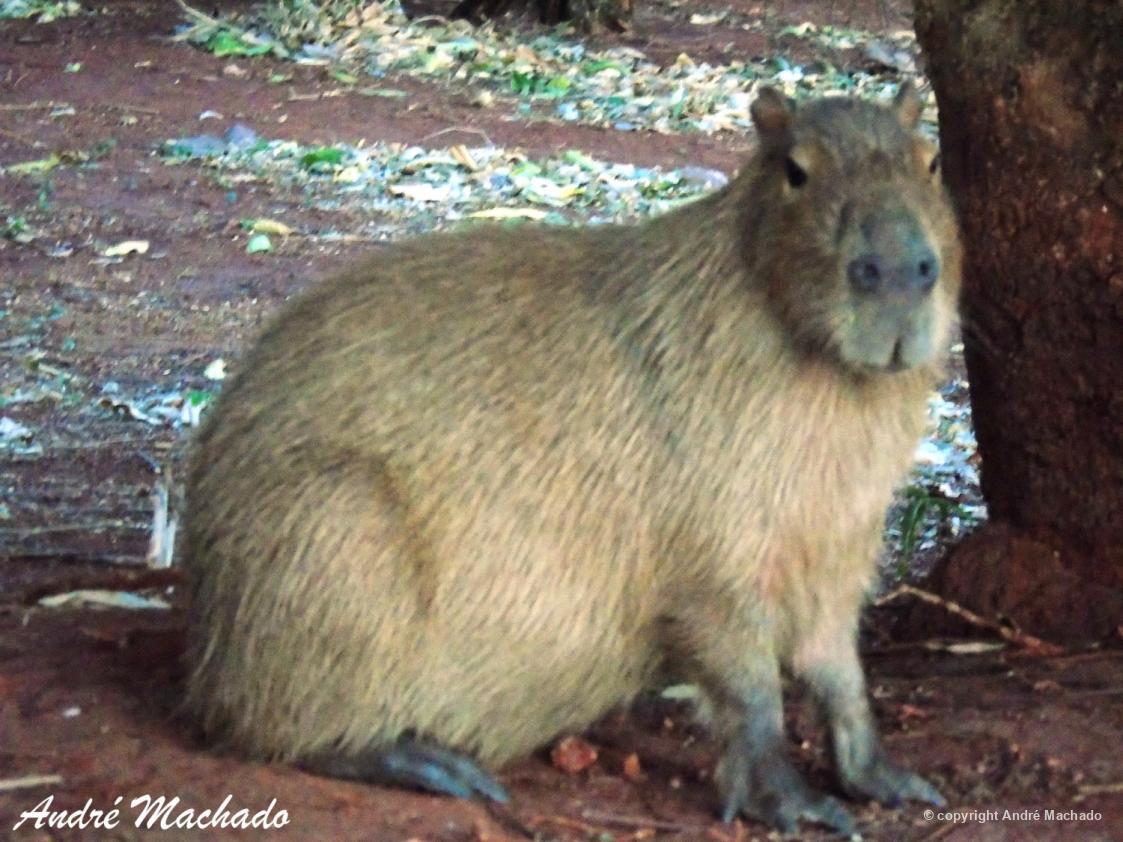 Capivara 86102 Biofaces Bring Nature Closer