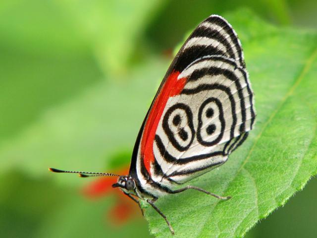Biofaces Bring Nature Closer