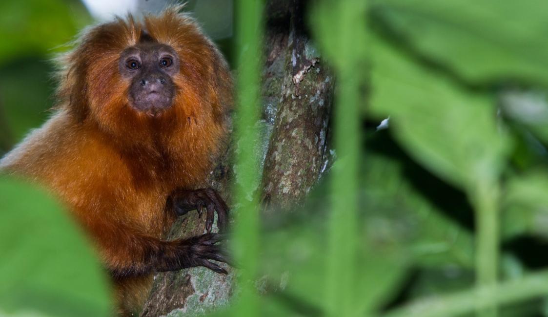 mico-leão-dourado - Biofaces - Bring Nature Closer
