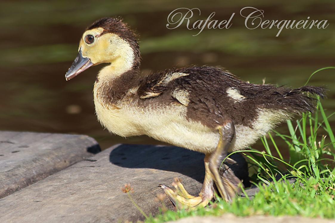 Filhote De Pato Do Mato Biofaces Bring Nature Closer