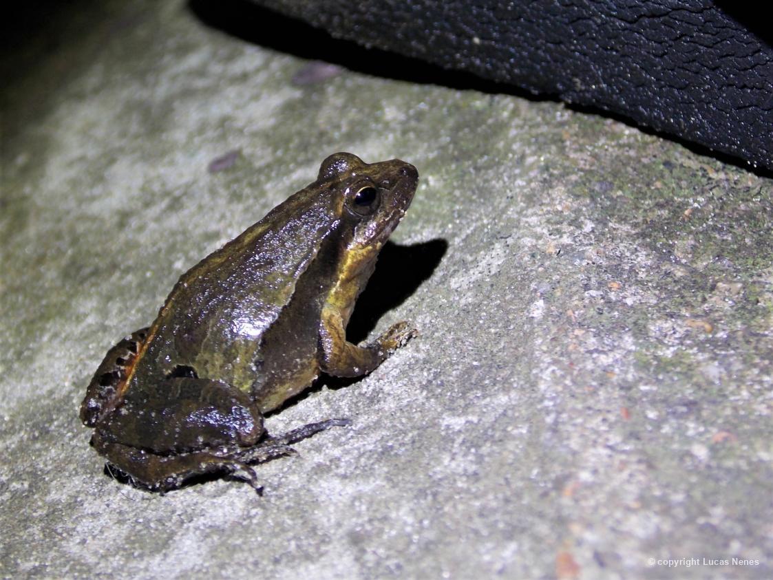 Physalaemus 101208 Biofaces Bring Nature Closer