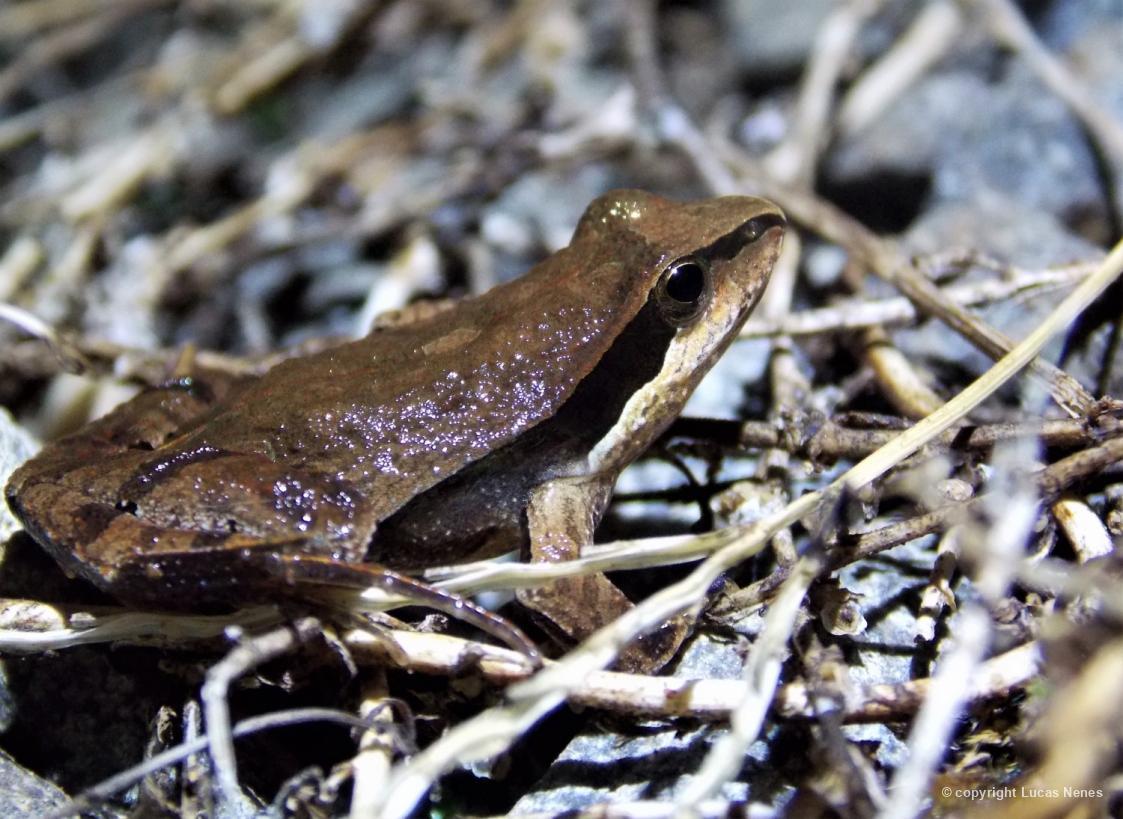 Physalaemus 168995 Biofaces Bring Nature Closer