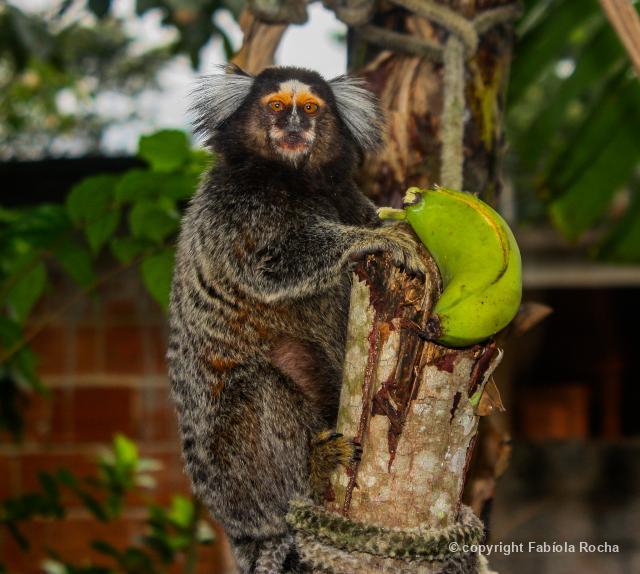 Jardim Botânico Do Recife - 🙈O Sagui do tufo branco (Callithrix jacchus) é  uma espécie de macaco originária do Nordeste do Brasil. Eles ocorrem em  Mata Atlântica 🌳e são bichinhos que se