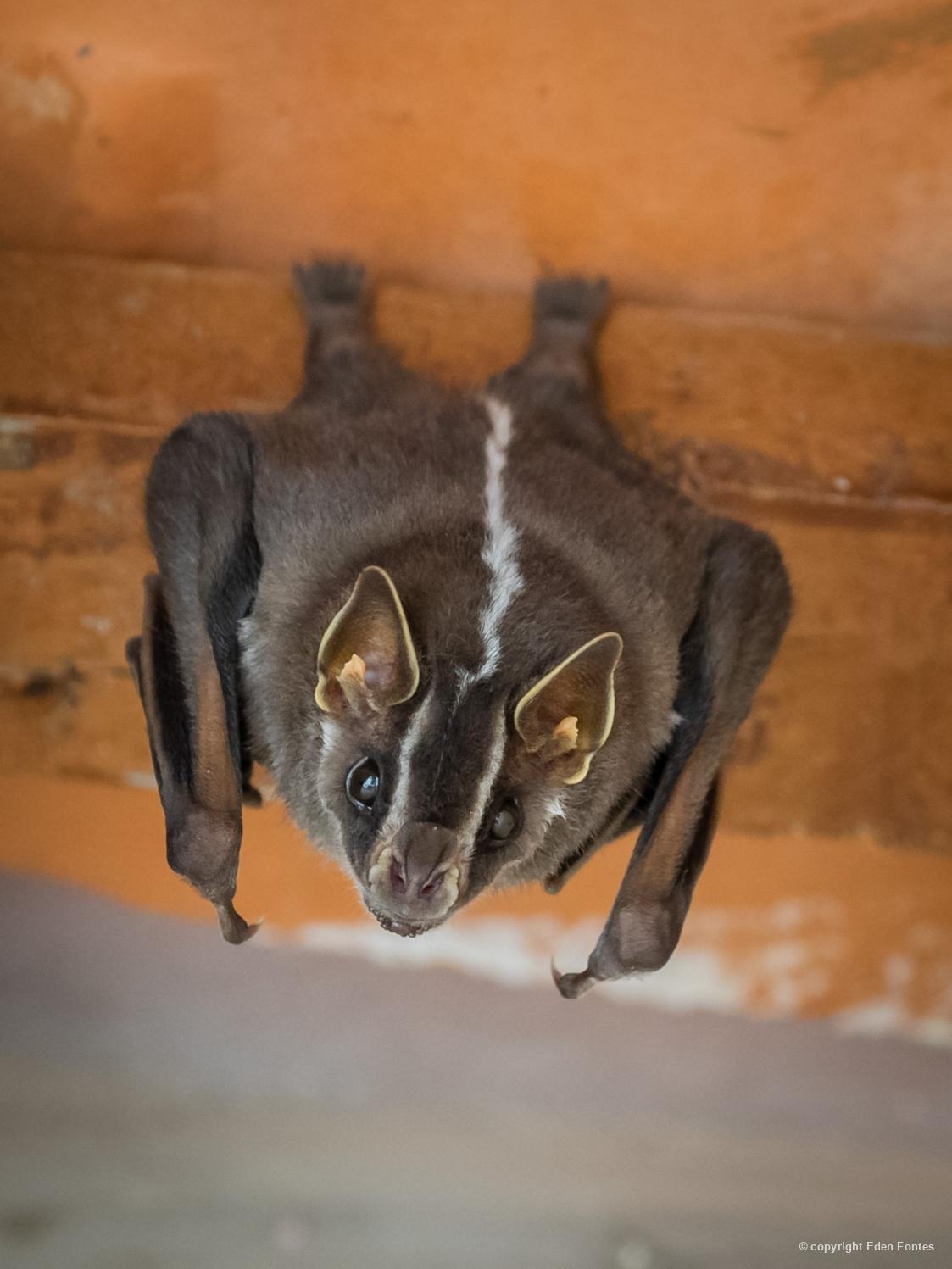 morcego da espécie Platyrrhinus lineatus