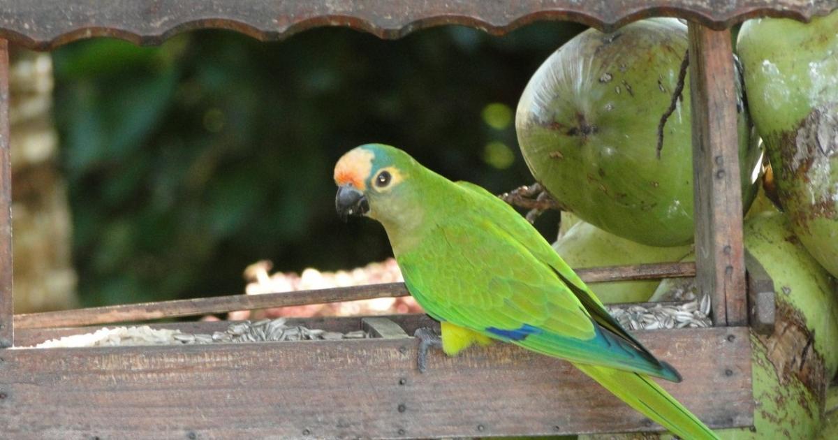 Descubra a Beleza da Jandaia-Coquinho